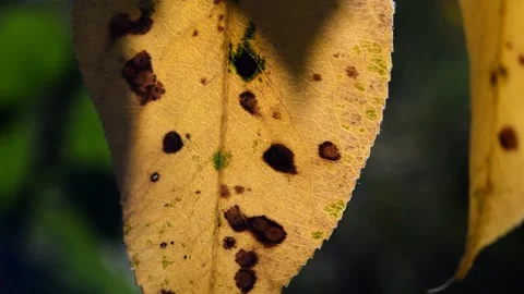 Pear leaves in autumn Stock Footage 271297145
