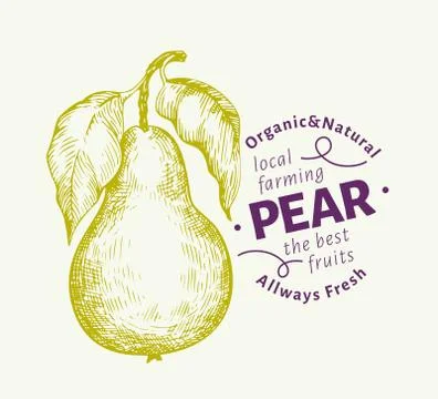 Pear with leaves. Hand drawn vector garden fruit illustration. Engraved style Stock Illustration