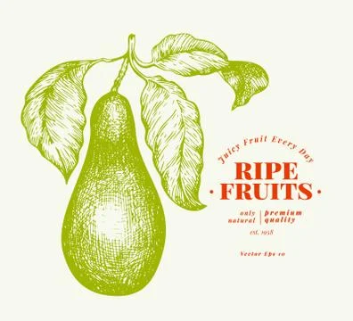 Pear with leaves. Hand drawn vector garden fruit illustration. Engraved style Stock Illustration