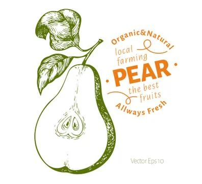 Pear with leaves. Hand drawn vector garden fruit illustration. Engraved style Stock Illustration