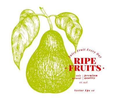 Pear with leaves. Hand drawn vector garden fruit illustration. Engraved style Illustrazione stock