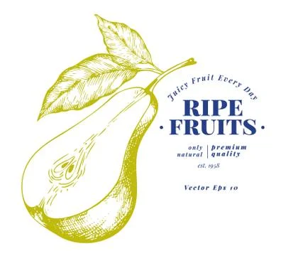 Pear with leaves. Hand drawn vector garden fruit illustration. Engraved style Illustrazione stock