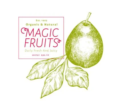 Pear with leaves. Hand drawn vector garden fruit illustration. Engraved style Stock Illustration