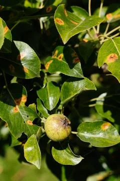 Pear leaves with rust Stock Photos