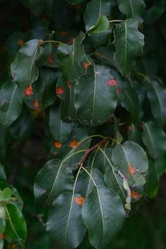 Pear Leaves with Rust Spots Close-Up Stock Photos