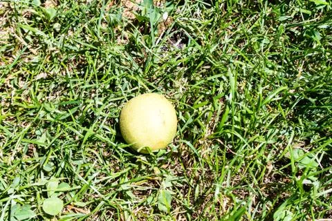 Pear lying in meadow Stock Photos