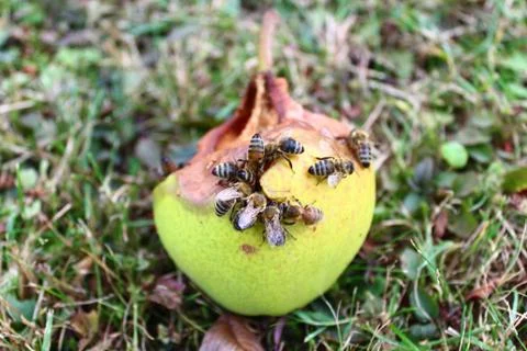 Pear with many bees Stock Photos