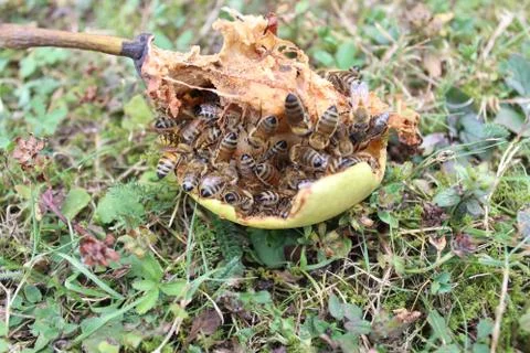 Pear with many bees Stock Photos