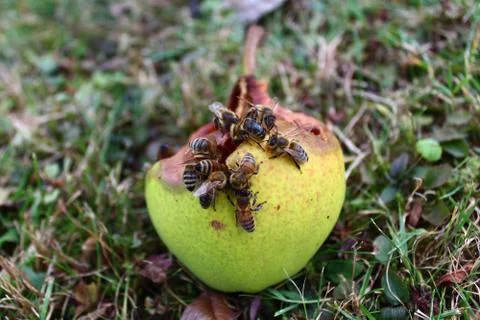 Pear with many bees Foto stock