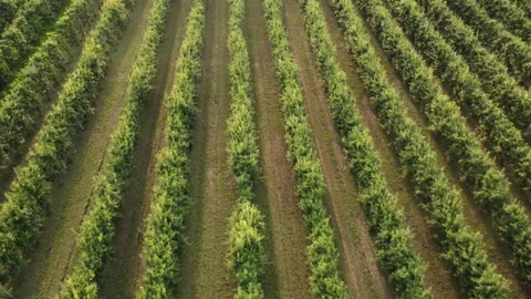 Pear Martin Sec Fruit Trees Agriculture Cultivation Field 스톡 동영상 202355440
