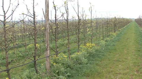 Pear orchard buds branches Stock-Footage 36991687