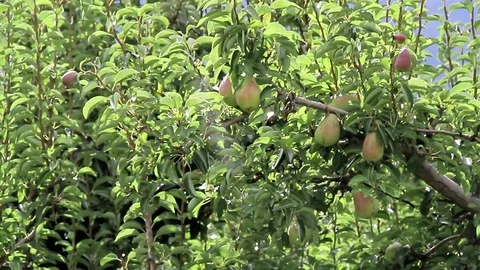 Pear orchard Stock Footage 82473897
