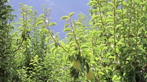 Pear orchard Stock Footage 82473974