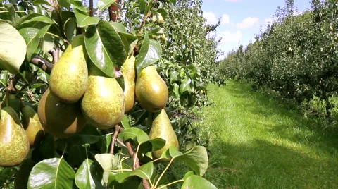 Pear  orchard in Netherlands. Stock Footage 41235799