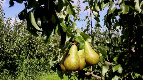 Pear  orchard in Netherlands. Stock Footage 41236077