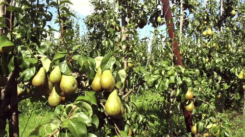Pear  orchard in Netherlands. Stock Footage 41242070