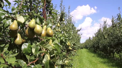 Pear  orchard in Netherlands. Stock Footage 41347495