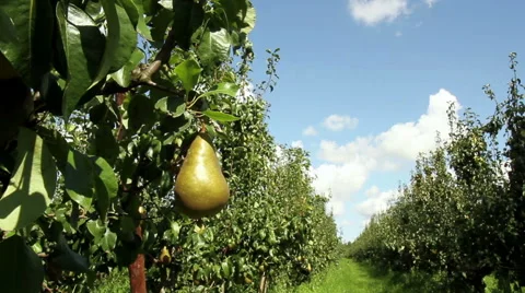 Pear  orchard in Netherlands. Stock Footage 41348418
