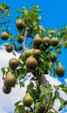 Pear orchard Stock Photos