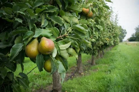 Pear orchard Stock Photos