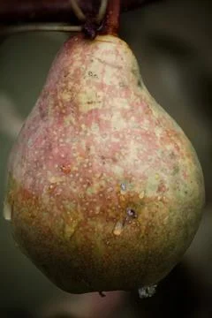 Pear in the Orchard Stock Photos