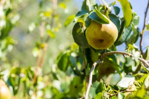 Pear in a pear tree Stock Photos