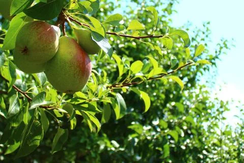 Pear on a pear tree Stock Photos