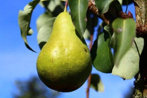 Pear on a pear tree Stock Photos