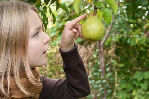 Pear Stock Photos