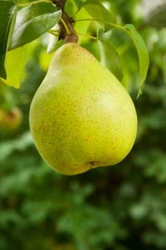Pear Stock Photos