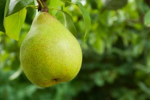 Pear Stock Photos