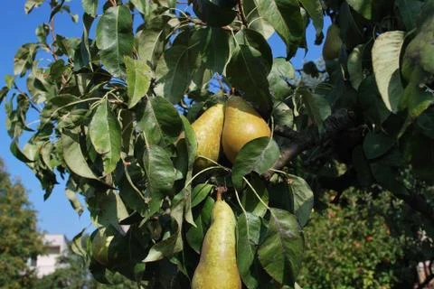 Pear Stock Photos