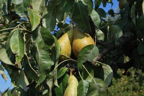 Pear Stock Photos