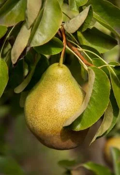 Pear Stock Photos