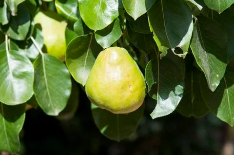 Pear Stock Photos