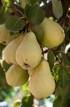 Pear Stock Photos
