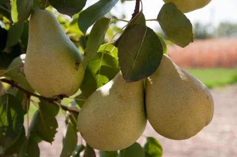 Pear Foto stock