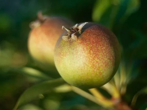 Pear Stock Photos