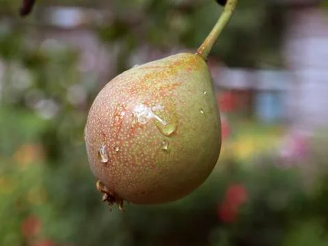 Pear Stock Photos