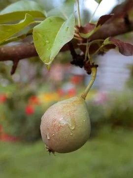Pear Stock Photos