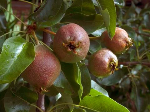 Pear Stock Photos