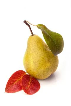 Pear 스톡 사진