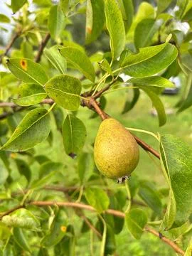 Pear Stock Photos
