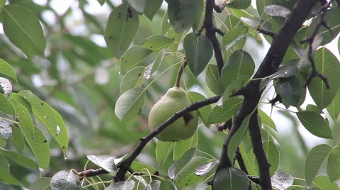 Pear in rain Stock Footage 49076941