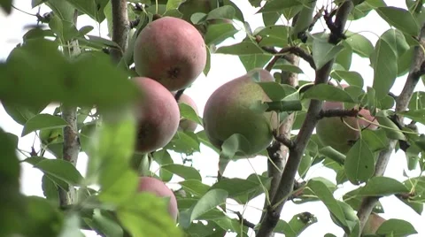 Pear ripe in the garden Stock Footage 7907963