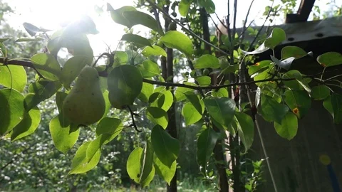 Pear ripens on a tree branch Stock Footage 113423688