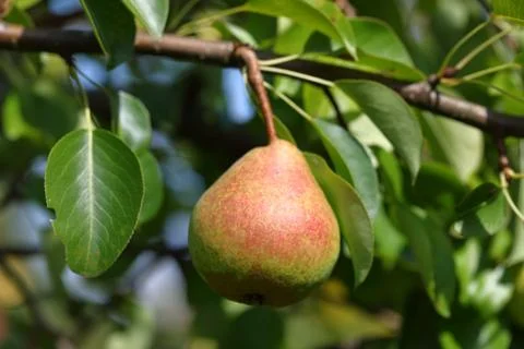 Pear ripens on the tree Foto stock