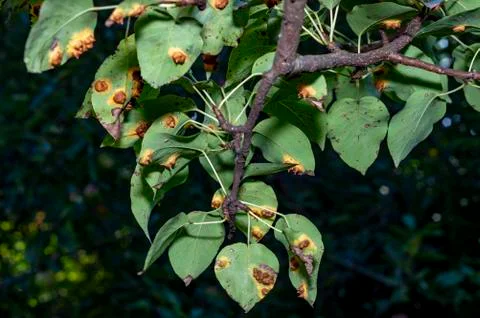 Pear rust infected tree leafs (Gymnosporangium sabinae) Stock Photos