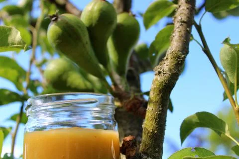 Pear sauce in front of a pear tree Stock Photos