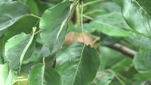 Pear, September Stock Footage